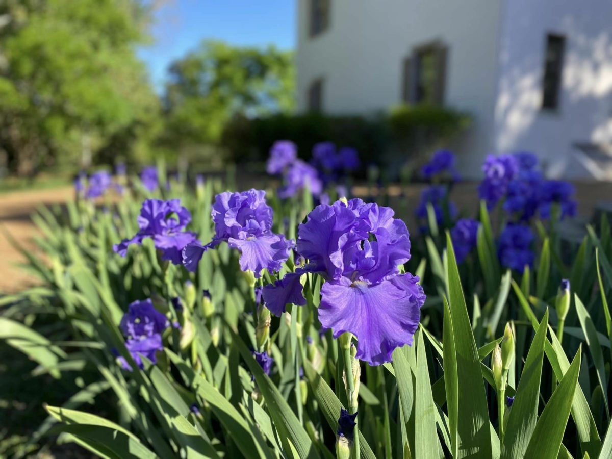 Belle Meade Historic Site